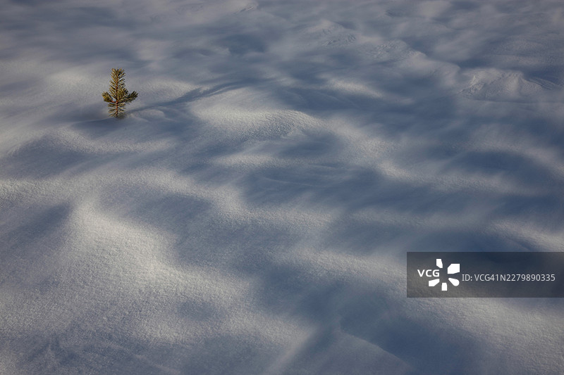 雪地里的小松树图片素材