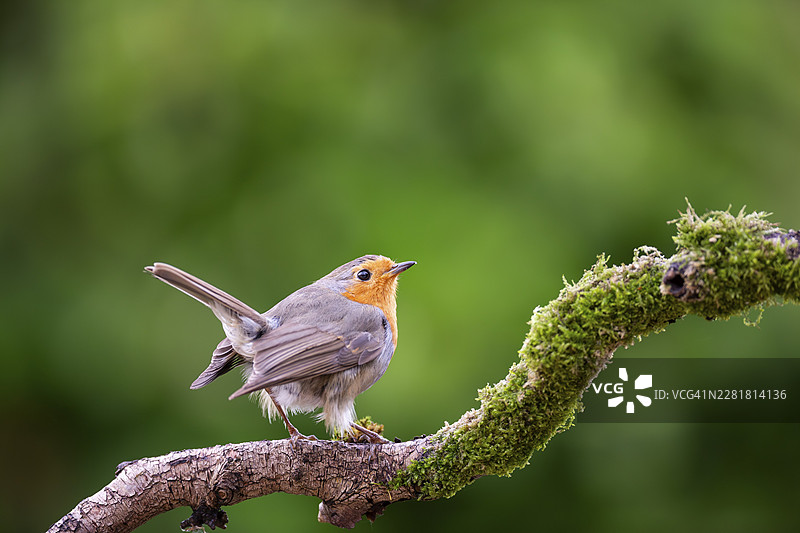 欧洲知更鸟（Erithacus rubecula）栖息在苏格兰珀斯郡阿伯费尔迪的一根树枝上图片素材