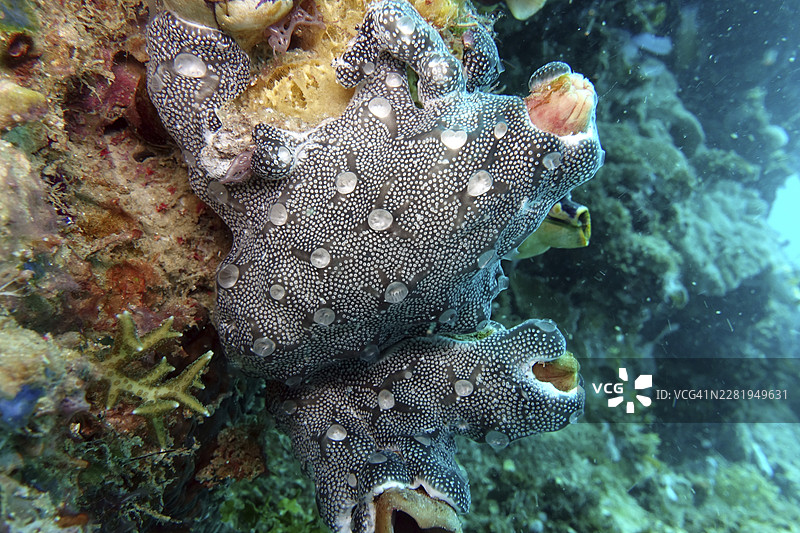 海鞘Leptoclinides reticulatus，印度尼西亚北马鲁古，托瓦利岛图片素材