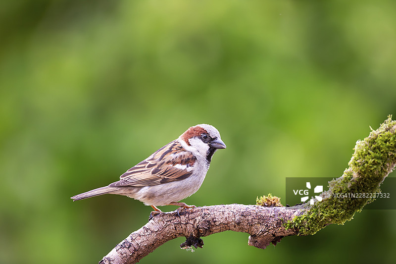 苏格兰珀斯郡阿伯费尔迪的家麻雀（Passer domesticus）成年雄鸟栖息在树枝上图片素材