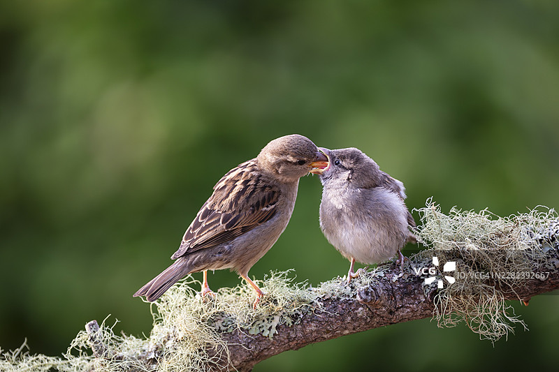 一只成年雌性家麻雀（Passer domesticus）在苏格兰珀斯郡阿伯费尔迪的一根树枝上喂养幼鸟图片素材