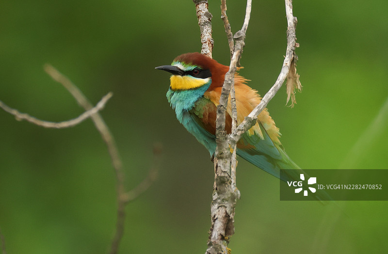 一只美丽的欧亚蜜虎（Merops apiaster）栖息在树枝上。它已返回桑德堡在砂岩山丘繁殖。图片素材