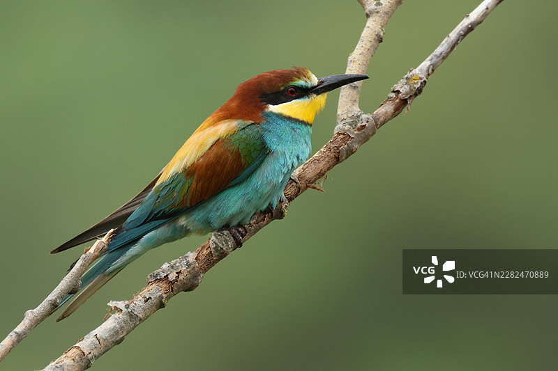 一只美丽的欧亚蜂虎（Merops apiaster）栖息在树枝上。它已返回桑德堡在砂岩丘陵繁殖。图片素材