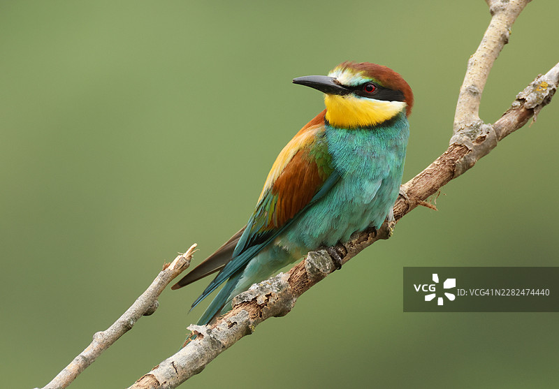 一只美丽的欧亚蜜蜂鸟（Merops apiaster）正在一棵树的树枝上休息。它已返回桑德堡在砂岩丘陵地带繁殖。图片素材