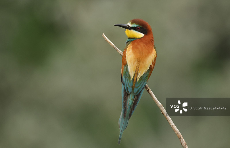 一只美丽的欧亚蜜虎（Merops apiaster）栖息在树枝上。它已返回桑德堡在砂岩山丘繁殖。图片素材