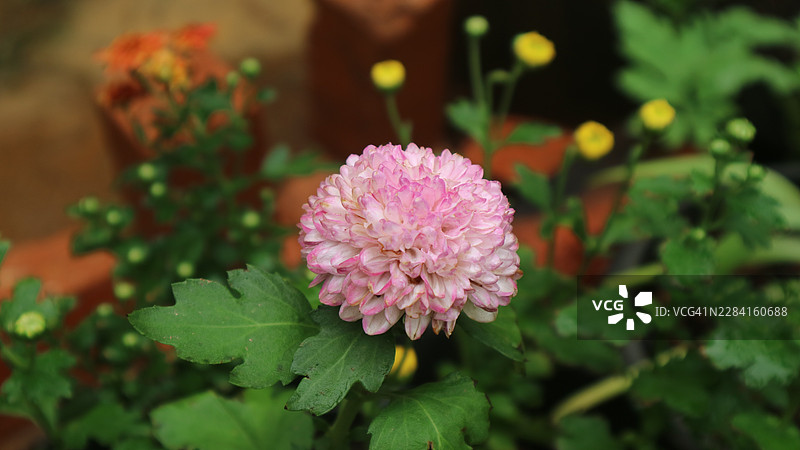 花园里盛开的鲜艳粉色菊花特写，周围环绕着绿叶和其他植物。图片素材