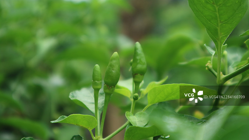 花园里植物上新鲜的青辣椒特写图片素材
