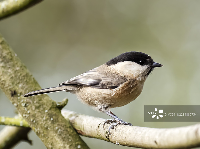 一只欧洲山雀（Poecile montanus）在英国兰开夏郡马丁沼泽。欧洲山雀是英国繁殖鸟类中下降速度最快的鸟类之一，在过去50年里数量减少了88%。图片素材