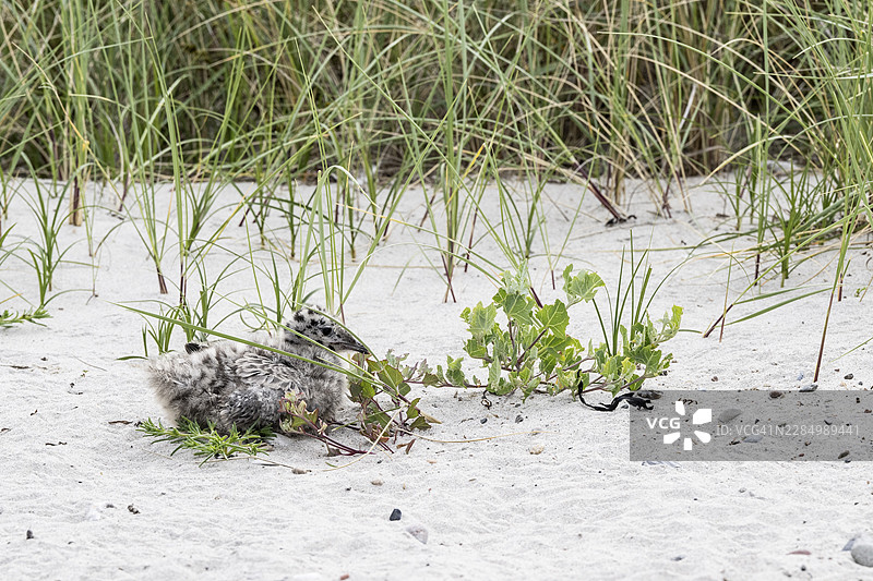 年轻的银鸥（Larus canus），施莱斯维希-霍尔斯坦州霍瓦赫特，德国图片素材
