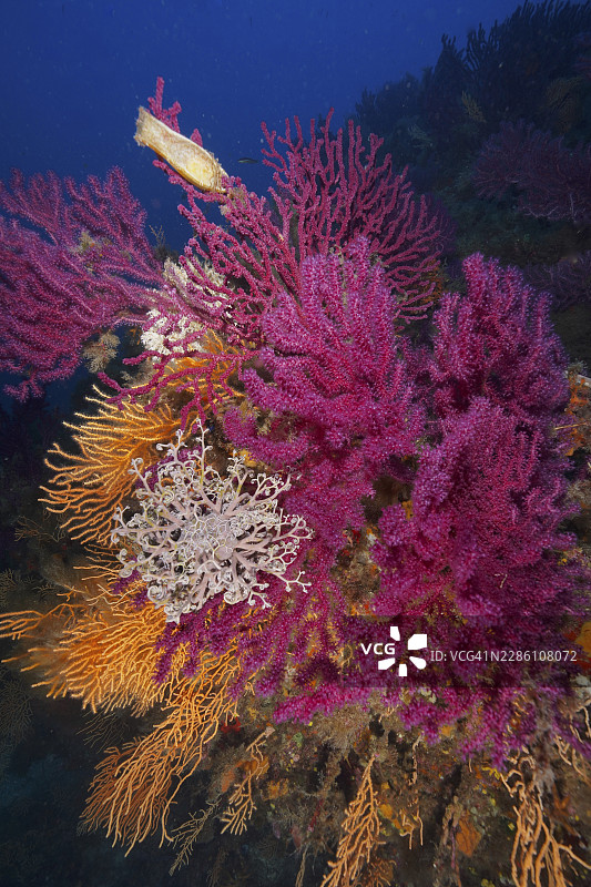 色彩斑斓的珊瑚,呈现出各种色调,以及地中海海扇(Astrospartus mediterraneus),海扇,在黑暗背景下的水下,潜水点:耶尔半岛,耶尔,波克罗尔,普罗旺斯,蔚蓝海岸,地中海,法国图片素材