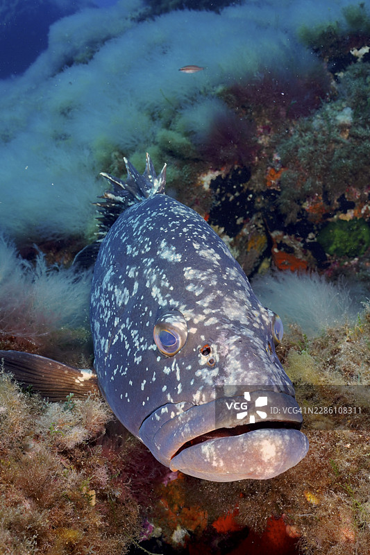 特写:褐点石斑鱼(Epinephelus marginatus)(Mycteroperca marginatus),周围环绕着五彩的海藻,法国蔚蓝海岸普罗旺斯耶尔半岛吉恩潜水点,波尔克罗尔岛,地中海图片素材