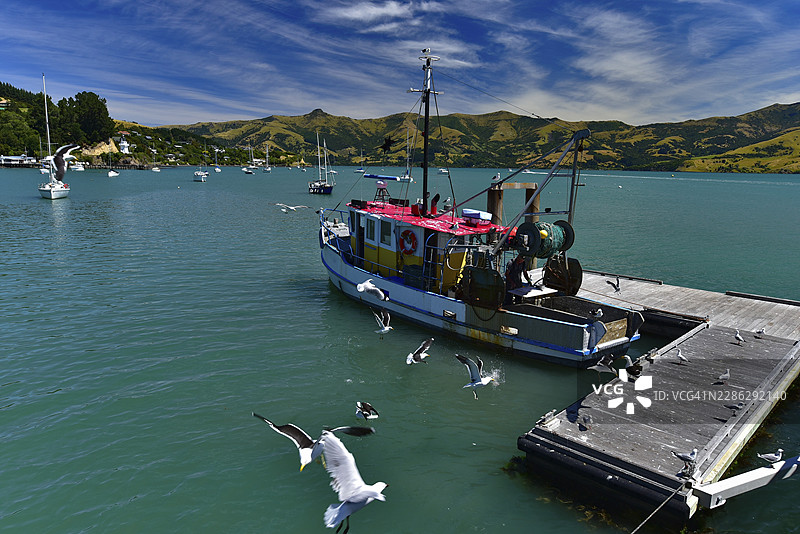 新西兰南岛坎特伯雷地区小镇 Akaroa 的海港图片素材