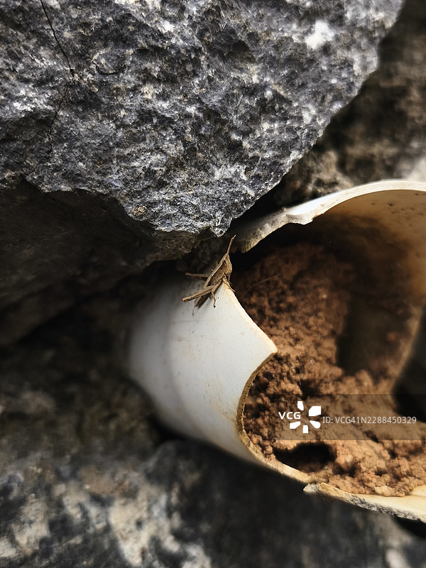 破裂的水管中布满土壤，微小的昆虫栖息在岩石间图片素材