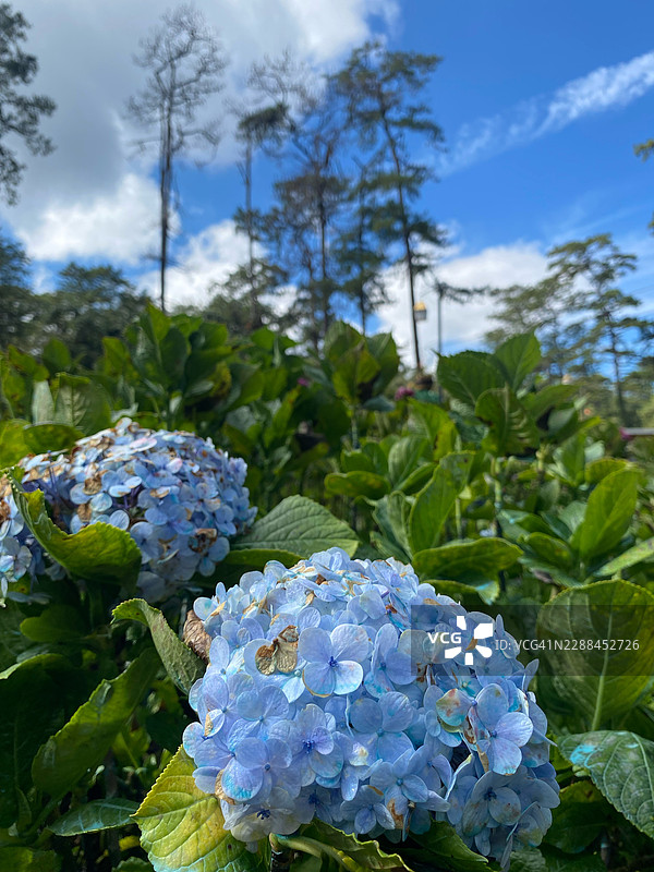 明媚蓝天下，高大树木的背景中，鲜艳的紫色绣球花盛开的特写图片素材