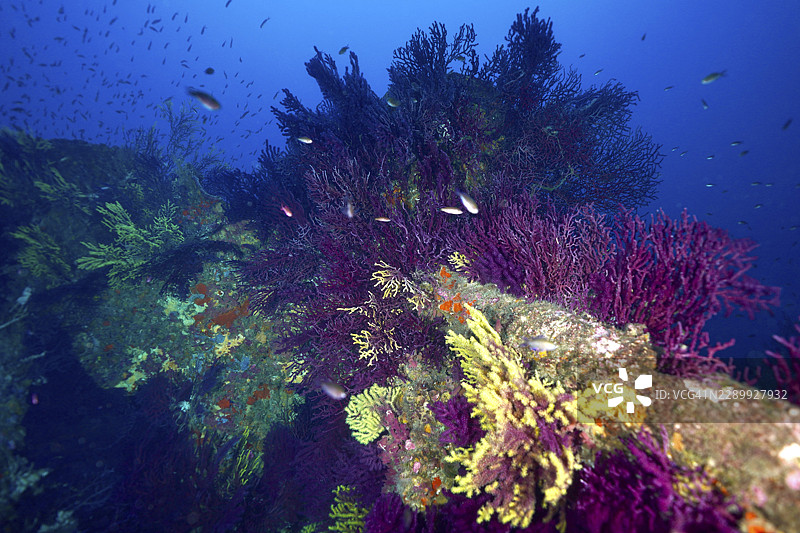 深蓝色海洋中沉船上的彩色、紫红色的鞭珊瑚(Paramuricea clavata),周围是成群的鱼,潜水点:法国普罗旺斯-阿尔卑斯-蔚蓝海岸省,耶尔半岛,Le Donator 沉船图片素材
