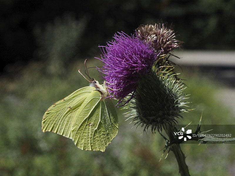 一只柠檬蝶（Gonepteryx rhamni）栖息在盛夏风景中的紫色蓟花上，位于瑞士苏黎世州图斯塔尔的许特科夫。图片素材