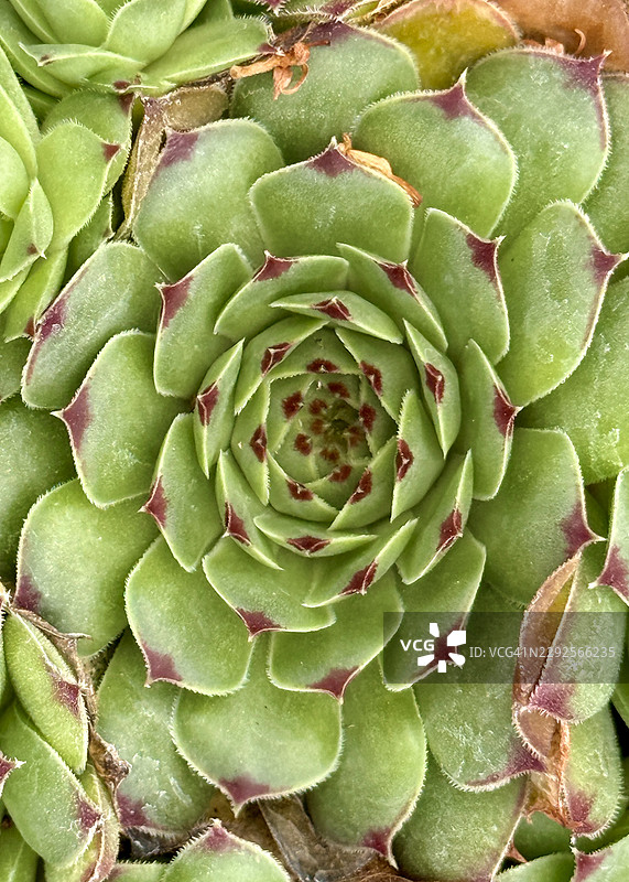 近距离拍摄的母鸡和小鸡多肉草本植物图片素材