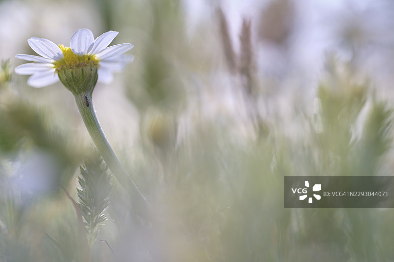 特写:田野洋甘菊(Anthemis arvensis),葡萄牙圣塔伦区法蒂玛图片素材