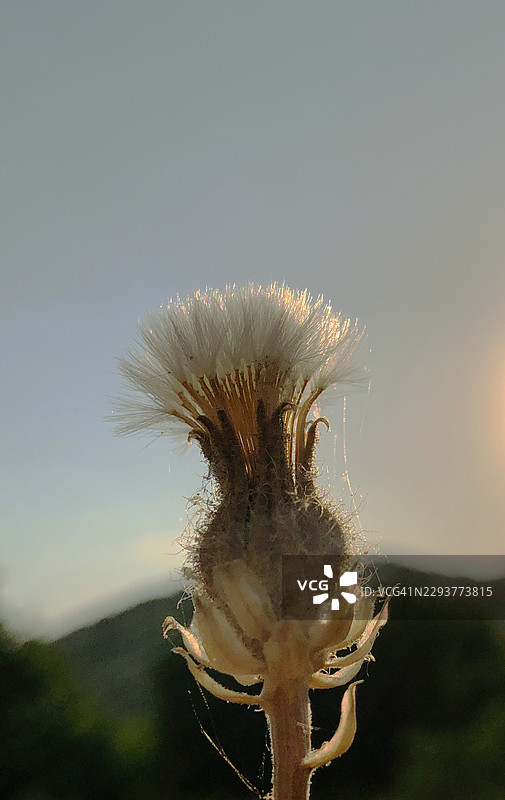 日落时分，远处有山峦的柔和天空映衬下的干枯植物特写图片素材
