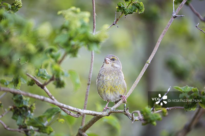 绿雀（Chloris chloris）雌鸟在苏格兰珀斯郡阿伯费尔迪的小树上图片素材