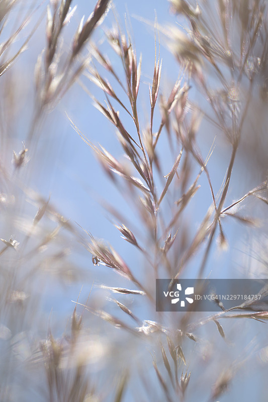 Arrhenatherum elatius(多年生黑麦草)逆光,葡萄牙圣塔伦区法蒂玛图片素材