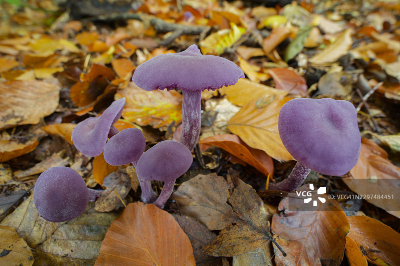 紫水晶欺诈菌（Laccaria amethystina），英格兰赫特福德郡图片素材