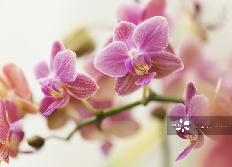 香浓紧凑蝴蝶兰杂交品种‘伊奎拉西娅’ x ‘皮农·切里斯’的花朵图片素材