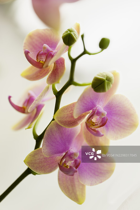 蝴蝶兰“艾欣黄昏之星”的花朵和花蕾。桃色花朵带有粉色晕染和红色唇瓣。日出色彩图片素材
