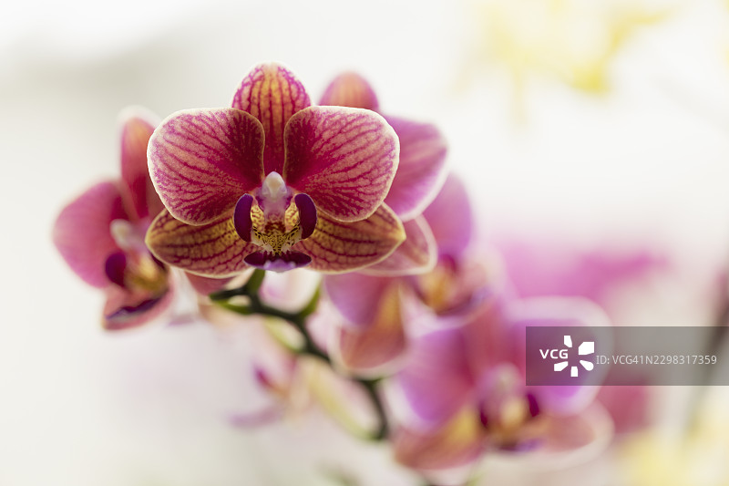 Phalaenopsis I-Hsin Bango Jazz 兰花图片素材