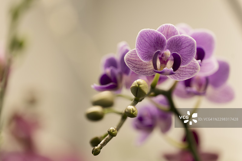 蝴蝶兰 '索戈·薇薇安' '蓝精灵' (特殊靛蓝) 的盛开花序图片素材