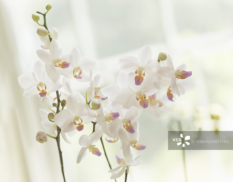 白色的 '白雪' (Hasuyuki) 品种蝴蝶兰花图片素材
