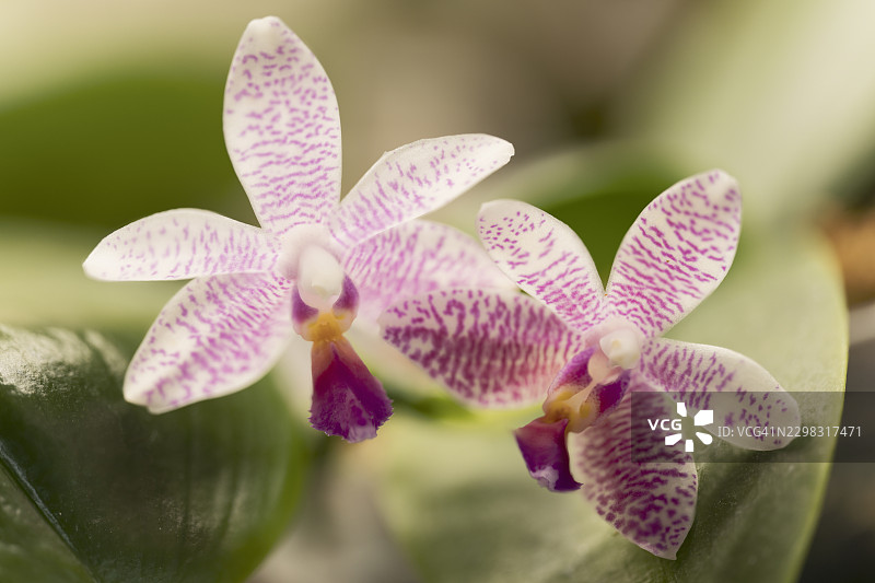 Phalaenopsis 兰花杂交品种‘Chip Chop’ × Phalaenopsis modesta ‘Freya’，香气浓郁图片素材