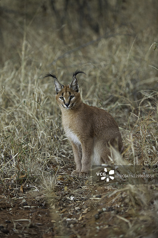 非洲薮猫在草丛中坐着，眼睛盯着猎物，准备捕猎图片素材