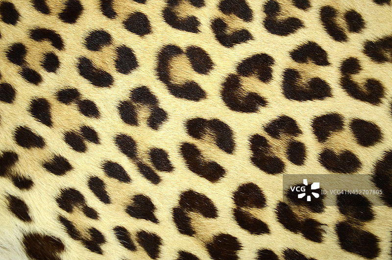 豹皮特写图片素材