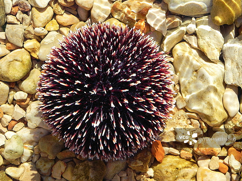 海胆与夏季背景图片素材