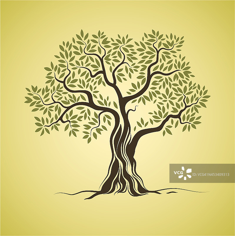 橄榄树图片素材