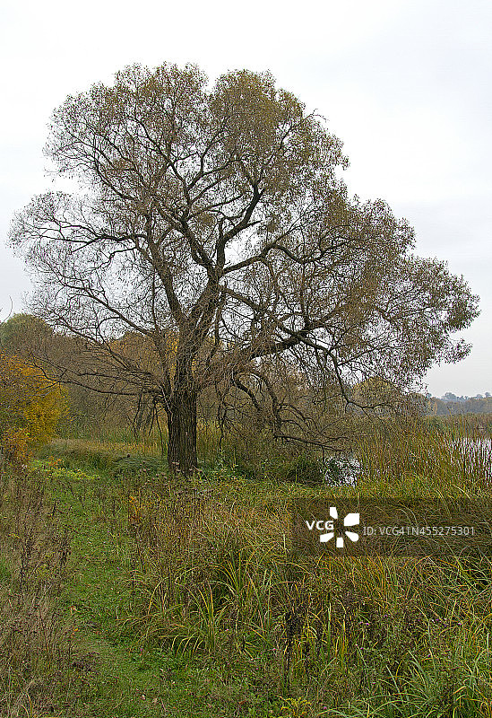 秋天的树图片素材