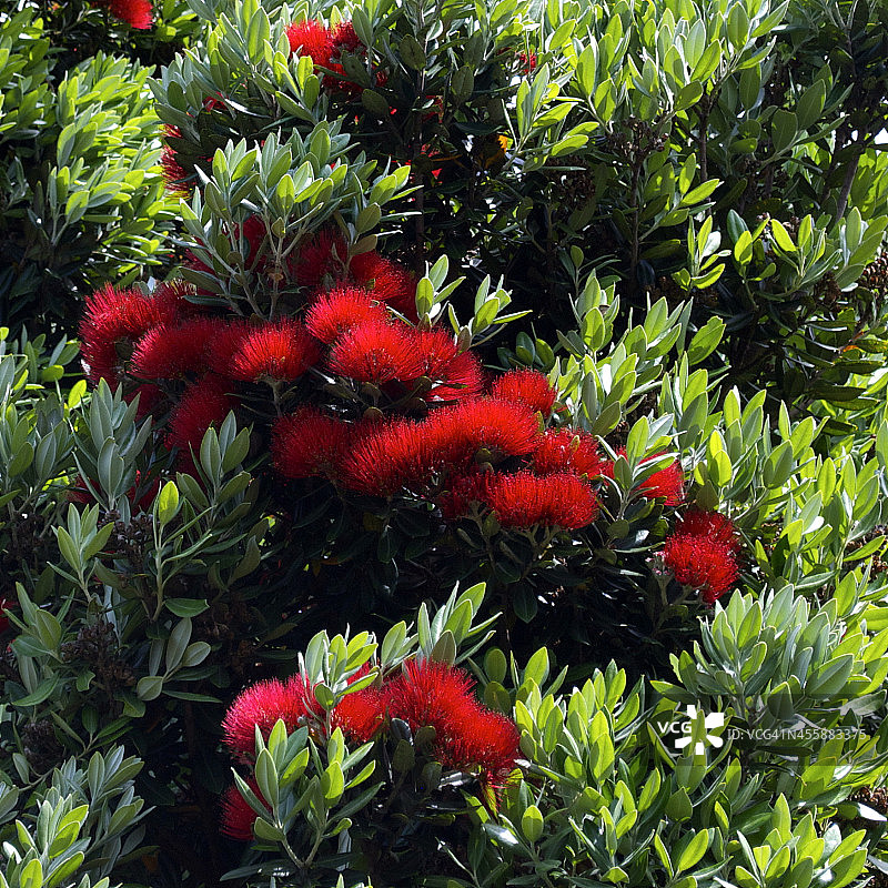 新西兰红千层图片素材