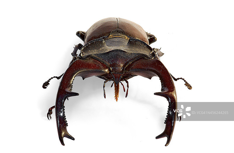 锹甲正面图图片素材