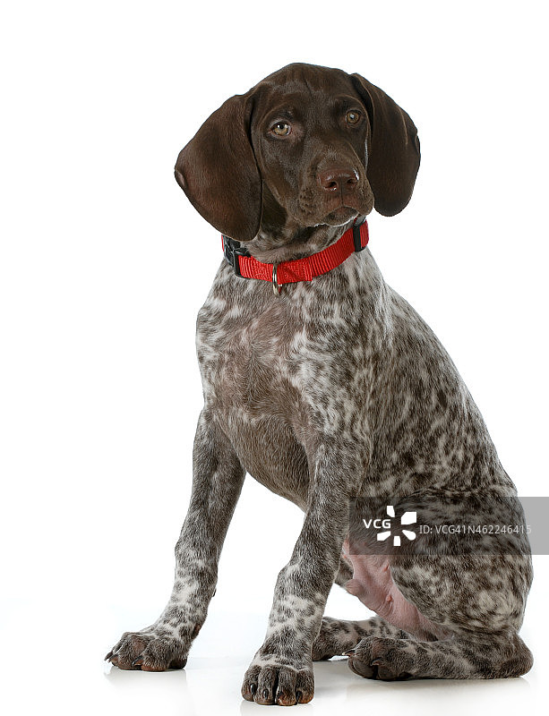 德国短毛指示犬图片素材