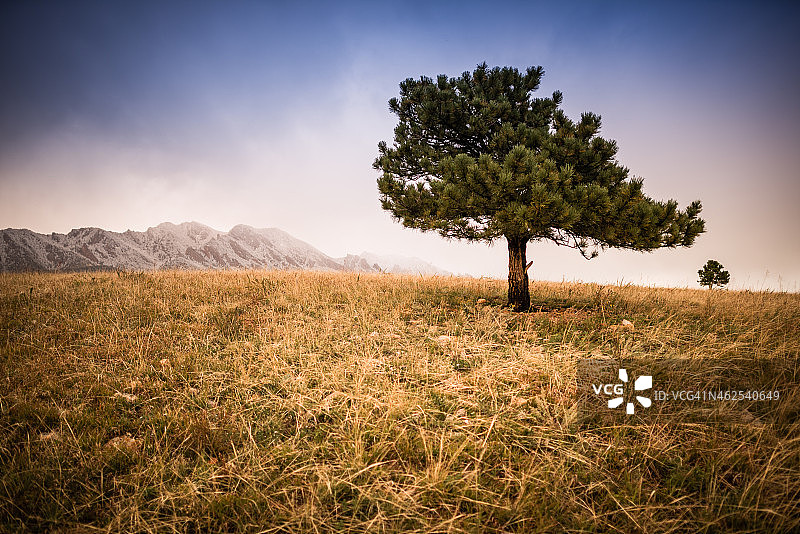俯瞰小树的大松树图片素材