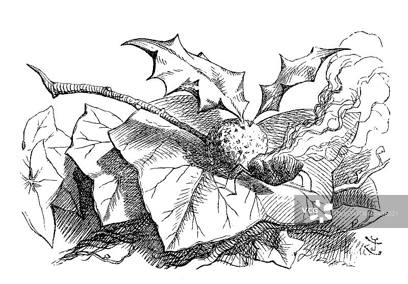 爱丽丝镜中奇遇记图片素材