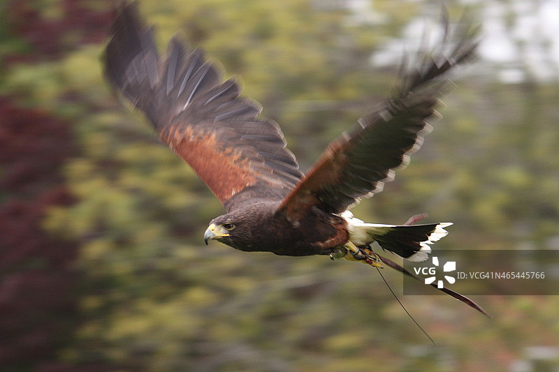 可爱的棕色鹰隼猛禽图片素材