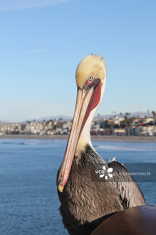 坐在码头上图片素材