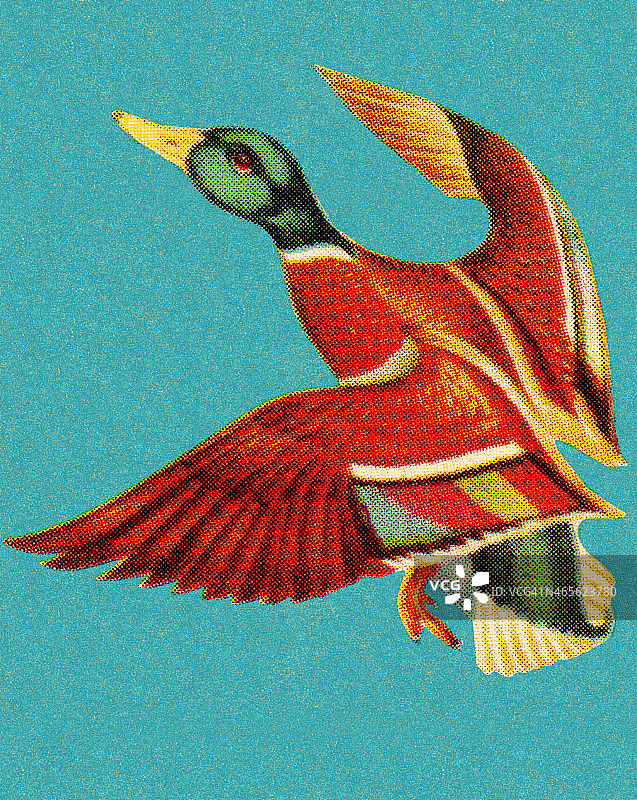 飞行中的绿头鸭图片素材