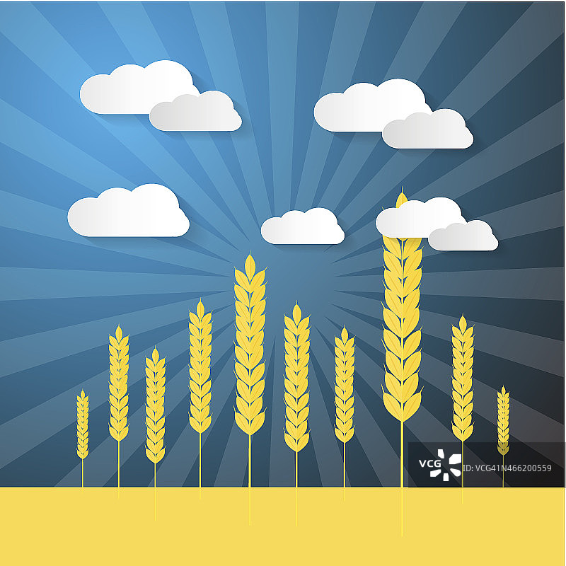 麦穗田野图片素材