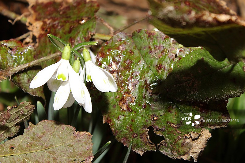 雪花莲图片素材