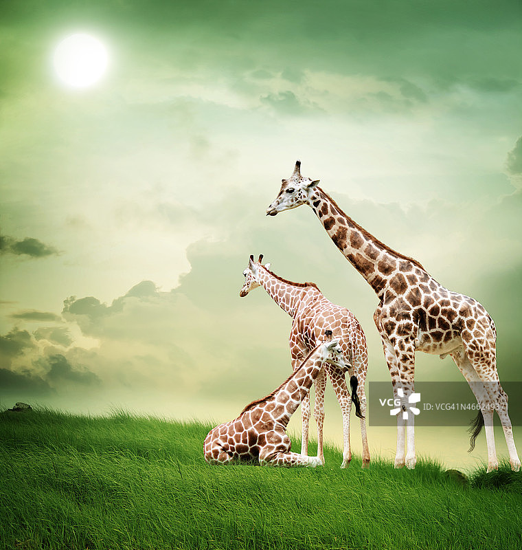 长颈鹿一家图片素材