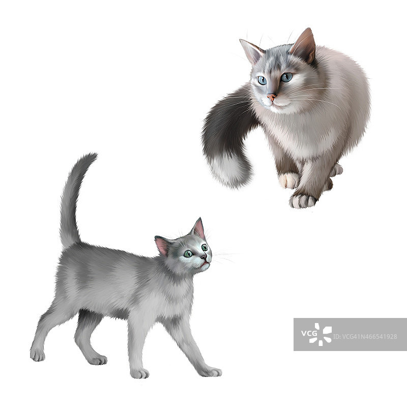 站在白色背景上的山羊图片素材