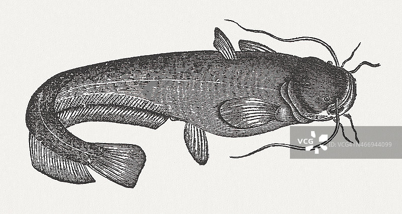 鲶鱼 (Silurus glanis)，1865年木刻版画图片素材